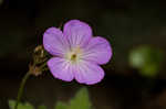 Wild geranium